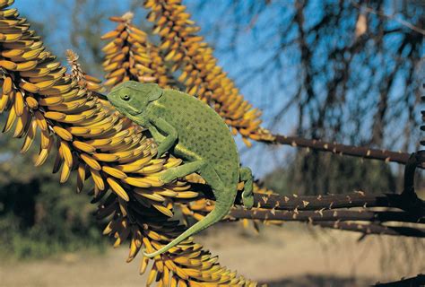 chameleon camouflage facts.